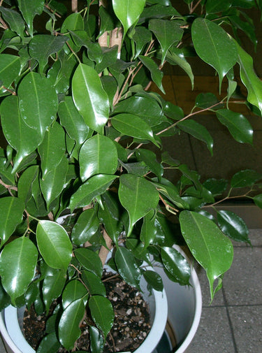 30 FICUS TREE (Bodhi Tree / Sacred Fig / Bo Tree / Pipal) Ficus Religiosa Seeds